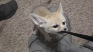 Baby Fennec Foxes Love String More Than Toys!