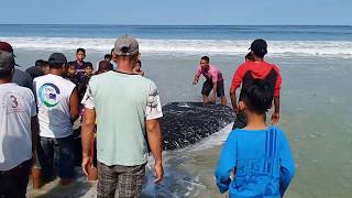 Nelayan Dapat ikan 2 Ton  di KRUI (MUKEK IWA)