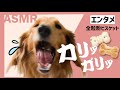 【エンタメASMR👂】カリッガリッ音_🌾全粒粉ビスケット