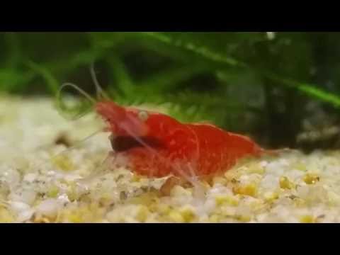 Shrimp killed by planaria