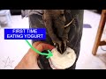 Sugar Glider Makan Yogurt // Sugar Glider eating Yogurt