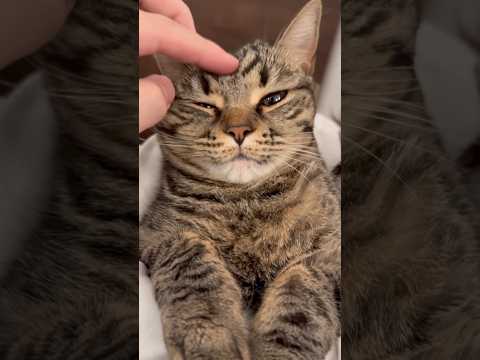 一日お留守番してた猫たちを愛でまくる飼主www #shorts #猫 #cat