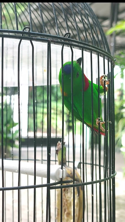 Serindit Gacor Isian Cililin Rapat