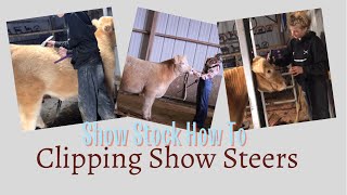How To Clip a Show Steer