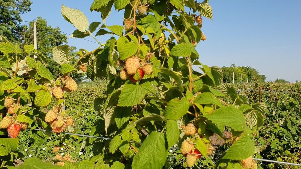 Сорт малины каскад