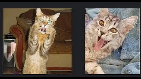 Video 11817541: cats funnycats funnycatvideos, baby cat cutekitten, funniest cat funnycats, funny cutekitten cats