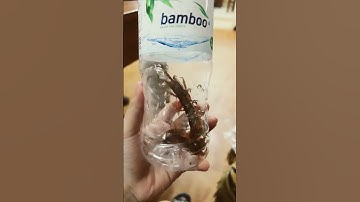 Còn cái nịt🤣🤣🤣/Ben yêu động vật #retkhonglo#