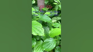 Lá Lốt: Khám Phá 5 Công Dụng Tuyệt Vời  Với Sức Khỏe #loisongxanh #thiennhientuoidep