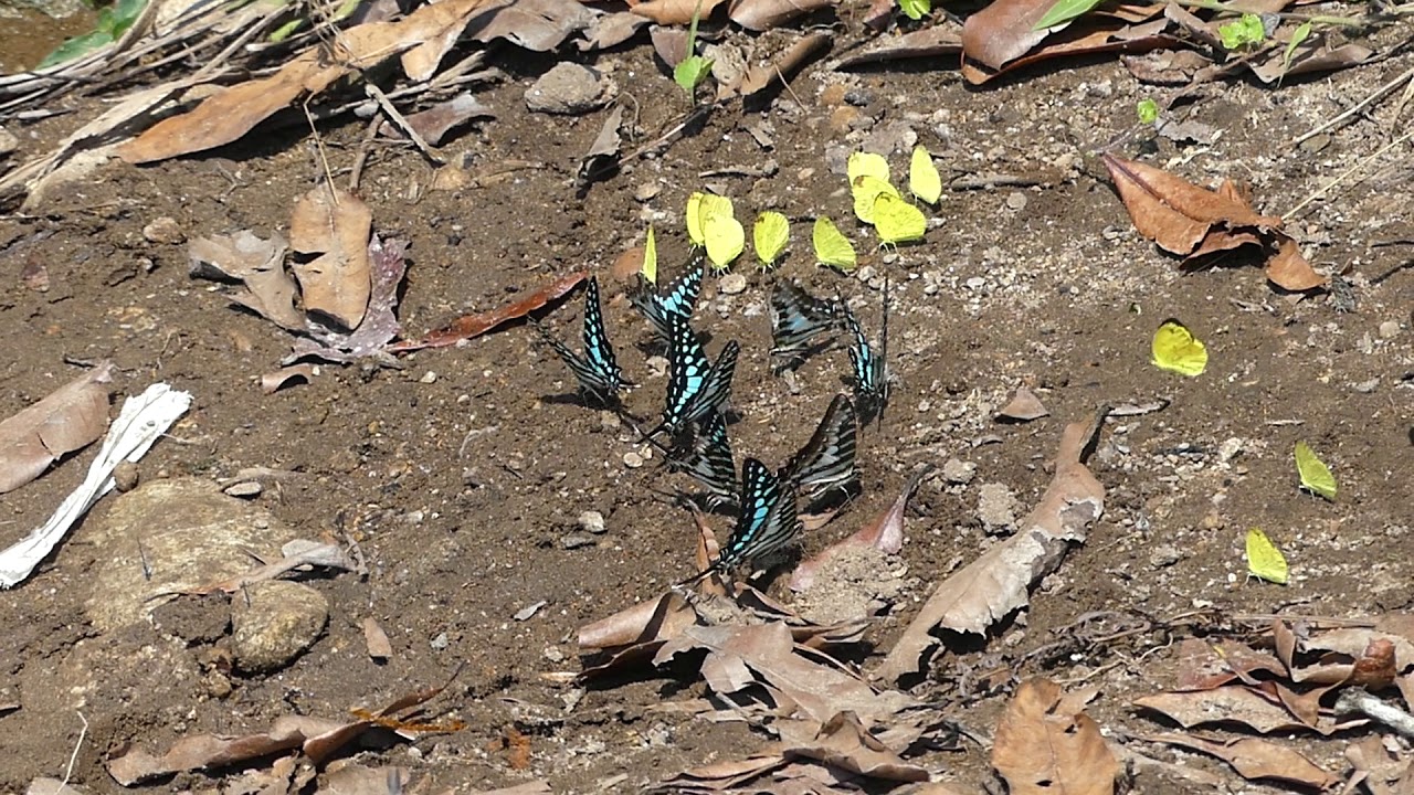 Fluttering Butterflies YouTube fluttering-butterflies-youtube