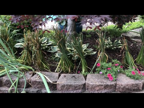 Video: Hvorfor purre og påskeliljer?