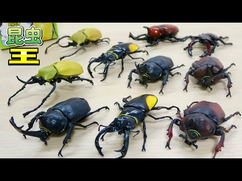 夏だ! 新作 リアルな昆虫フィギュア! 昆虫王 カブトムシ（黒）（赤