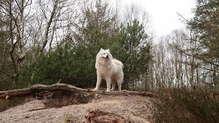 Training Your Samoyed - Essential Tips and Techniques by Samoyed USA 318 views 2 months ago 3 minutes, 59 seconds