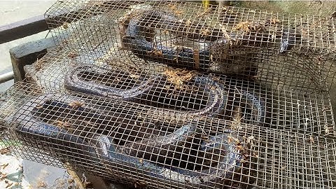 Trúng Luồng Rắn Hổ Hành Khủng | Săn Bắt Thành Công 