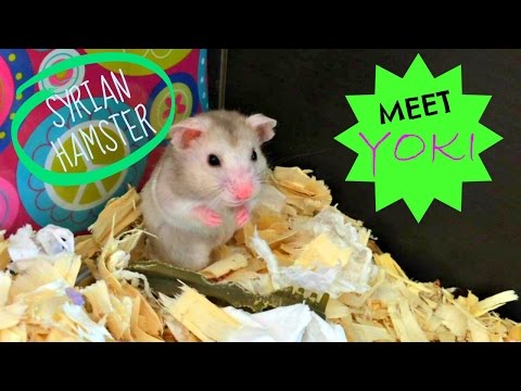 Hamster Safe Chocolate Cake Recipe Hamster Safe Chocolate Cake Recipe