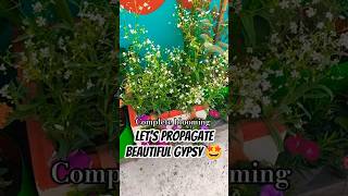 Let's try Gypsy🤩🥀Propagate in you Garden🏡✨#plantslover #garden #plants #gypsy