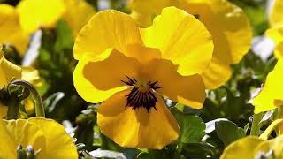 Na Hu O Ho Fiona Kennedy