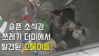 쓰레기 더미에서 발견된 어미 잃은 새끼길고양이들 구조 했어요_rescue,kitten,straycat