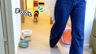 🐈家の中を移動するとさみしくてついて来る甘えん坊猫w