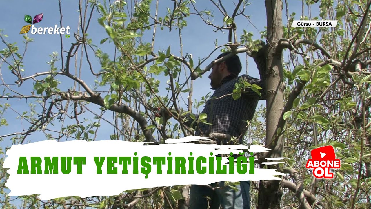 Tarım Sözlüğü | Armut Yetiştiriciliği / Bursa