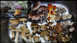 北海道 ポルチーニが異例の爆誕 20200929