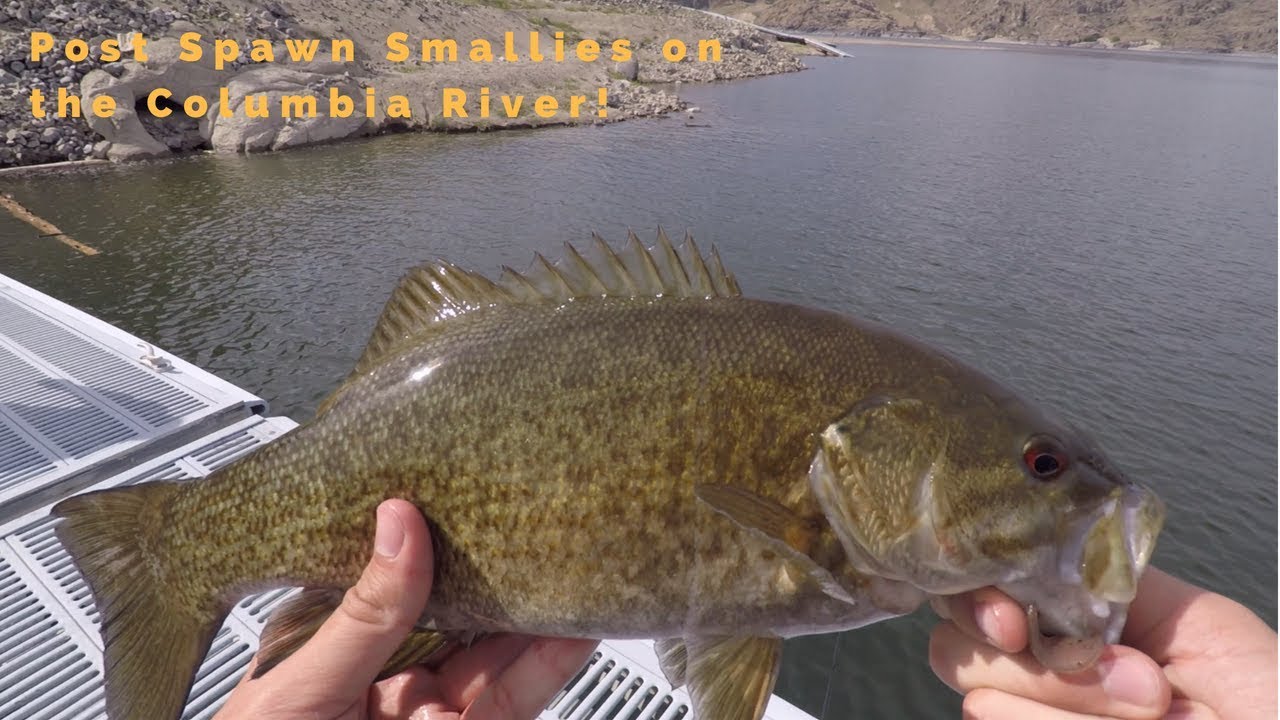 Post Spawn Smallmouth Fishing on the Columbia River! Ep. 3 YouTube