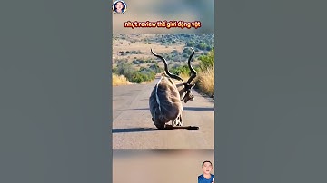 linh dương đã trốn thoát khỏi sư tử nhưng khó thoát khỏi cái chết #thegioidongvat#shortvideo#shosrts