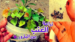 زراعة العنب من البذور من عنقود عنب في المنزل بكل سهولة