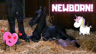 Cute!!!! The birth of Sanne the Friesian horse foal. What a cutie!
