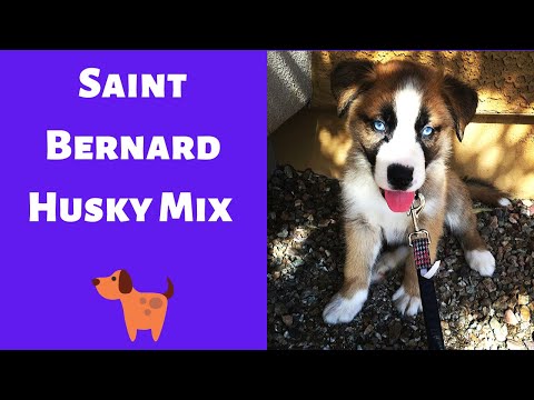 Interesting and Shocking Facts about the Saint Bernard Husky Mix | Should you buy one for you?