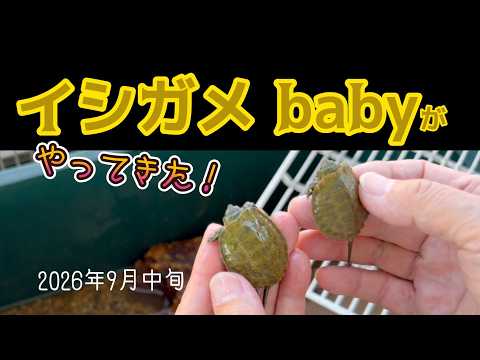 A Japanese Pond Turtle baby has arrived. September 2026