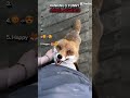 RANKING TOP 5 ANIMALS MOMENTS #memes #viral #tiktokviral #animals #funny