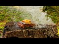 #стейк #стейкизговядины   Стейк на вулканическом камне🔥🥩😋 | Steak on a volcanic stone 🔥🥩😋