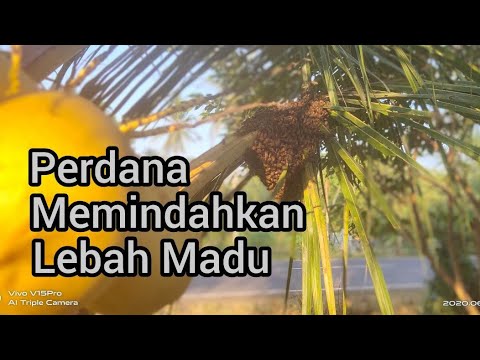 Budidaya Lebah Madu | Cara Memindahkan Lebah Madu Liar ke Kotak 