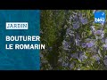 Bouturer le romarin  les conseils de roland motte