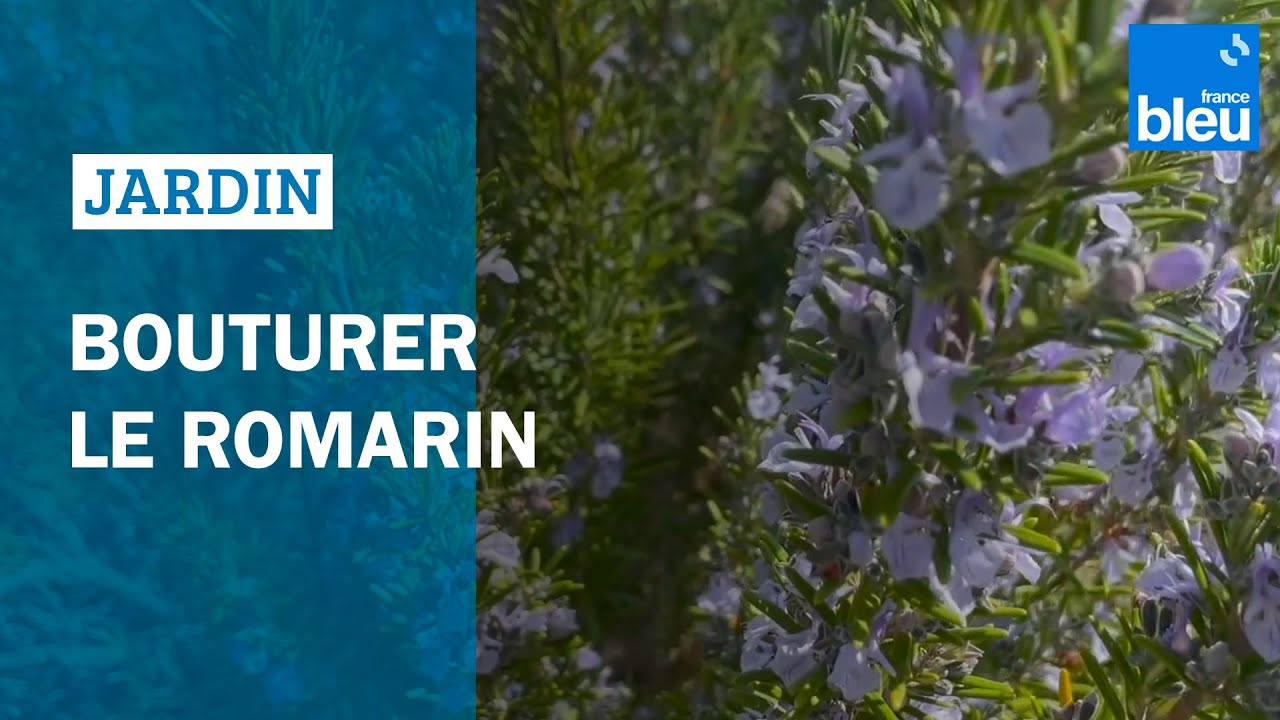 Bouturer le romarin - les conseils de Roland Motte