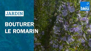 Bouturer Le Romarin - Les Conseils De Roland Motte