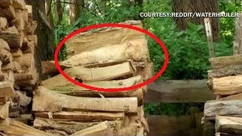 Viral cat photo stumps the Internet