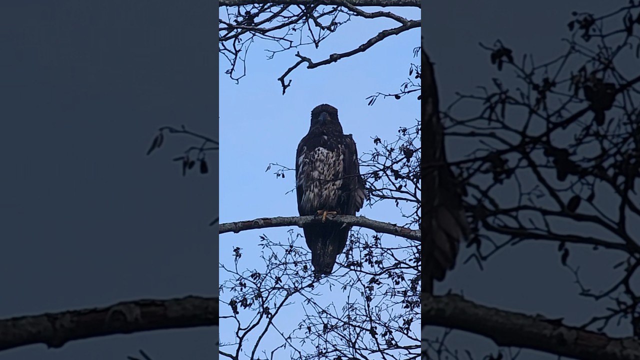 Bald Eagle Stares Into My Soul