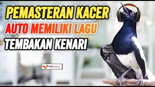 Tips Cara Pemasteran Kacer Agar Isian Kenari