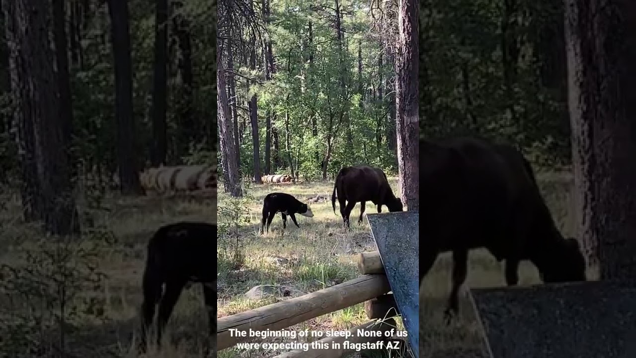HOARD OF INTRUDERS COWS AND BULLS at our campsite Flagstaff AZ boondocking and these guys showed up