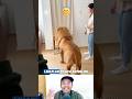 🤣 Dicukur Mirip Singa, Begini Reaksi Anjing Pas Ngaca