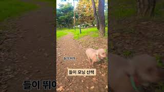 들이는 오늘도 모닝 산책으로 하루를 시작합니다 오늘도 즐겁고 행복한 하루 보내시기 바랍니다 #모닝산책 #강아지 #강아지브이로그 #반려견 #강아지일상 #푸들 #들이