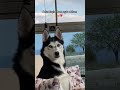 Sibirya kurdunun asilliği