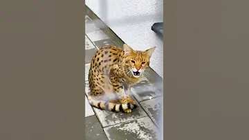 Саванна ф1 готовится навалять сервалу Одину 😼
