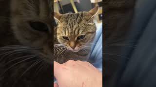 Meow attack #meow #pets #cats