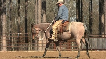 How To Teach a Horse To Rollback Part 1 Preview