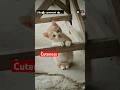 Super cute #cute #love #animalshorts