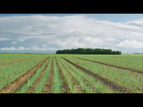 Vidéo: Oignons pour les jardins de la zone 8 - Quand planter des oignons dans la zone 8