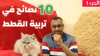 تربية القطط (1) وأهم 10 نصائح Cat care