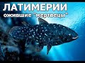 ЛАТИМЕРИИ - Ожившие "мертвецы"